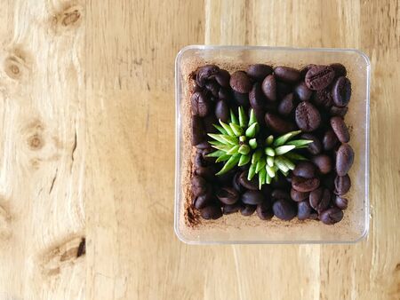 Coffee beans are placed on a wooden floorの写真素材