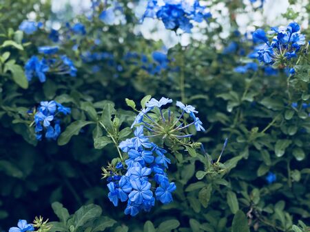 Close up of colorful flowers bloom in the garden for winter season, Flower decorationの写真素材
