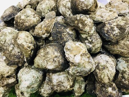 close up fresh oyster on ice for show and sell in the market