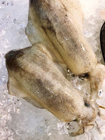 close up Fresh squid  on ice for show and sell in the market