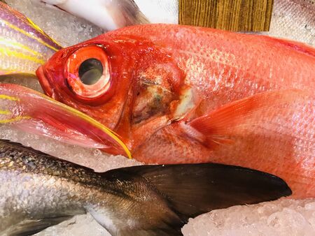 fresh fish arranged in plates for sale in super market