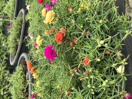 close up Flower Portulaca oleracea garden