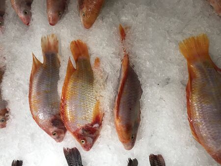 fresh fish arranged in ice for sale in super market