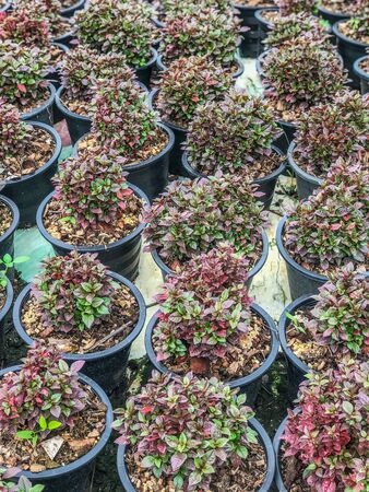 Planting trees in pots for sale, promoting tree planting for the environmentの写真素材