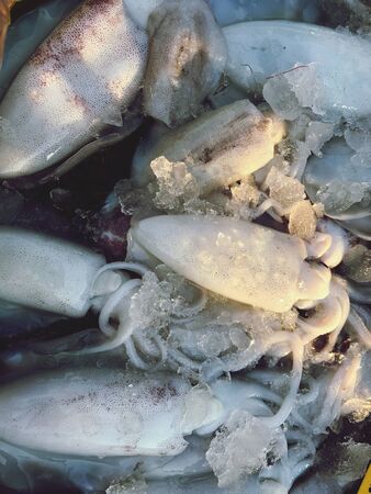 raw fresh squid on tray sell in seafood market, it is a famous seafood, Thailand seafood