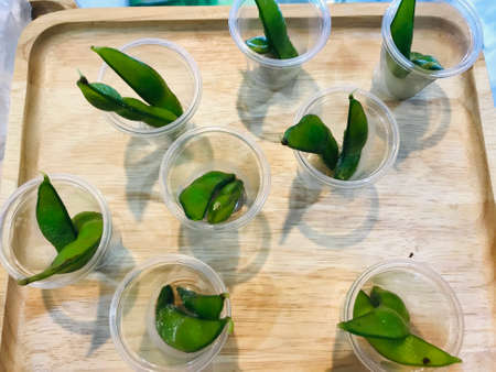 Sample food placed on the tray for sensory testing, food exhibition ,cuisine and food travel concept