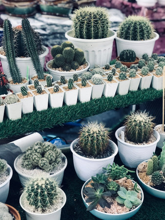 close up cactus pot decoration in the graden or home, nature decoration conceptの写真素材