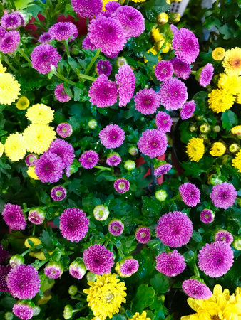 Good morning with fresh flowers and fresh natureの写真素材