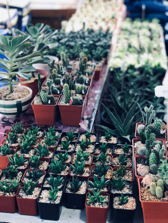 Picture of beautifully arranged cactus pots for sale in a tree shopの写真素材
