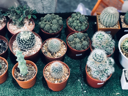 Picture of beautifully arranged cactus pots for sale in a tree shopの写真素材