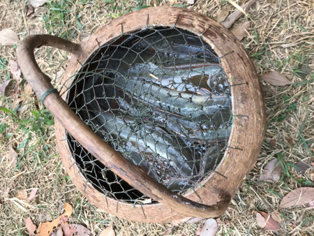 Fish caught in a fish finder waiting to be cooked.