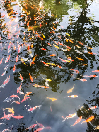 Top view of many koi fishes or crap Floating in the pond, Ornamental fish comceptの写真素材