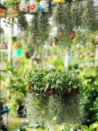 The hermit's beard or hermit's beard is a herbaceous plant with a greenish-gray color. Leaves are...