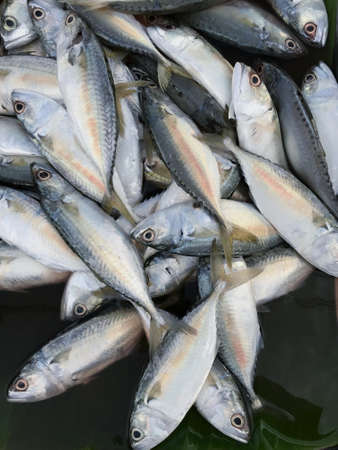 Top view of fresh sea fish sold in the market, seafood conceptの写真素材