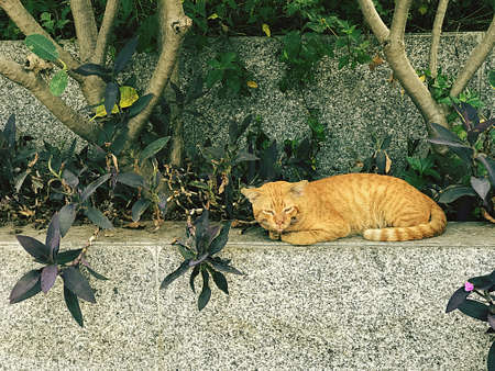 Picture of a brown cat lying under a tree beside the wall.