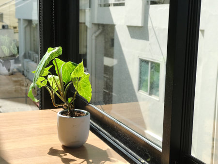 Potted plants by the window in the morning sun give a feeling of freshness.の写真素材