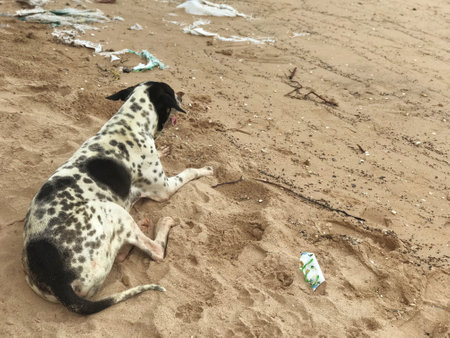 Black and white polka-dotted dog sits and looks at the sea on the sandy beach.の写真素材