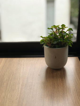 Air-purifying plants in clear vases are placed on a wooden table by the window.の写真素材