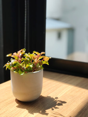 A minimalist style wooden table and air-purifying plants in a clear vase are placed on the wooden table by the window.の写真素材