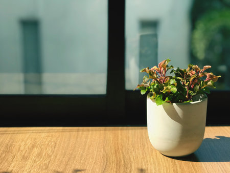 A minimalist style wooden table and air-purifying plants in a clear vase are placed on the wooden table by the window.の写真素材