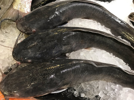 Fresh catfish on ice in a fish market in Paris, France