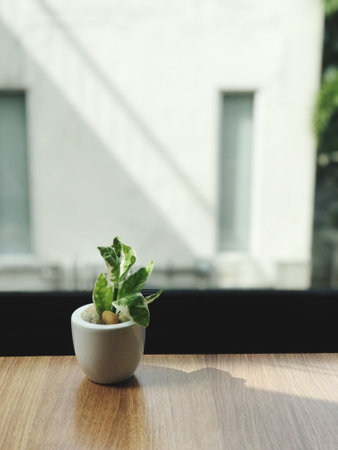 Green plant in a pot on a wooden table with window background.の写真素材