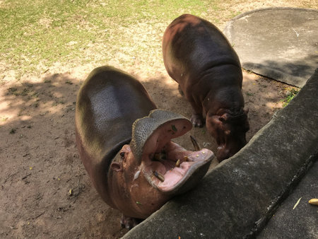 Hippo in the zoo, Thailand. (Hippopotamus amphibius)