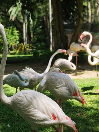 Flamingo in the park,Thailand. (Phoenicopterus ruber)の写真素材