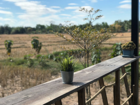Plant in pot on wooden balcony with view of rice field.の写真素材