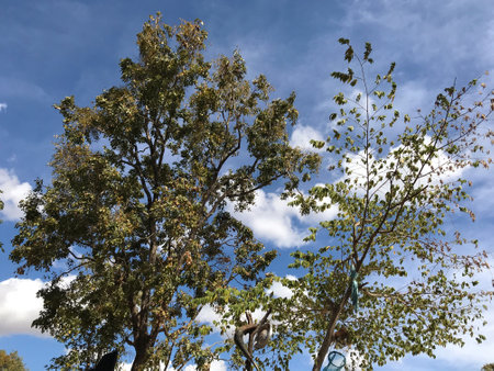 Trees in the park against the blue sky and white clouds.