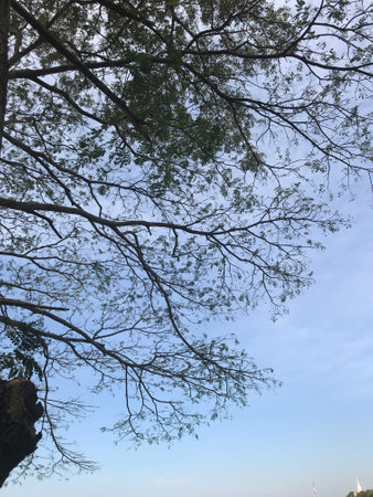 tree and blue sky in the forest at ayutthaya Thailand