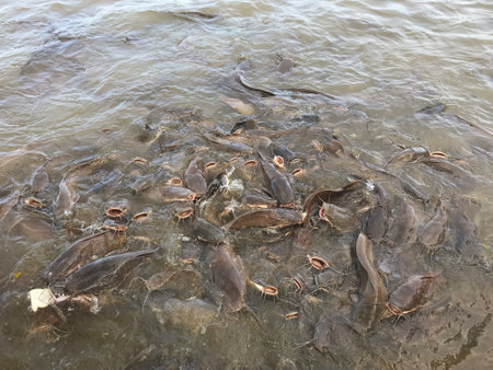 Feeding catfish in the river, closeup of photo.