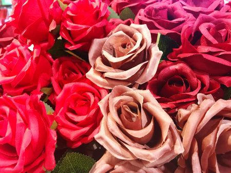 close up of red and pink roses for Valentine's Day background.の写真素材