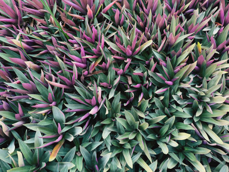 Top view of green and purple leaves in the garden, stock photo