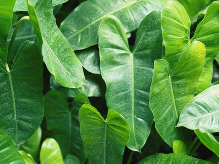 Green leaves background. Tropical leaves texture. Natural green leaf background.の写真素材