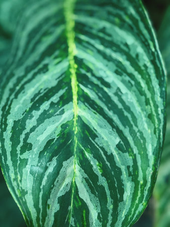 Close up of green leaf texture. Nature background with copy space.の写真素材