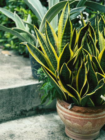 Sansevieria trifasciata plant in the potの写真素材