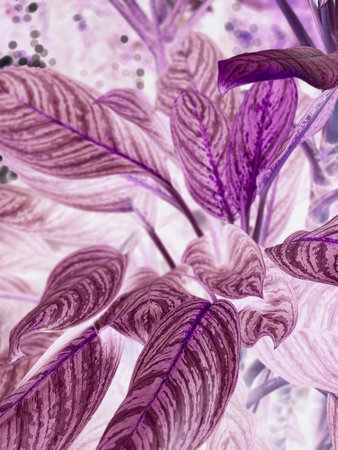 Purple and white leaf of Aglaonema caladium plantの写真素材