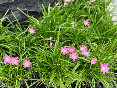 Small pink flowers in beautiful bunchesの写真素材