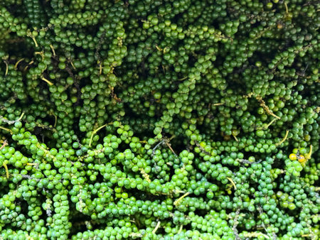 Green peppercorns in the garden. Close-up shot.