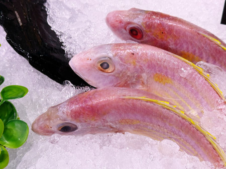 Red mullet fish on ice in the market. Fresh fish.の写真素材