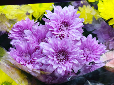 Bouquet of purple chrysanthemums in a flower shopの写真素材