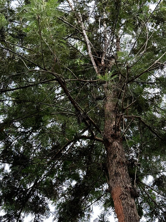 Pine tree in the forest. View from below. Nature background.