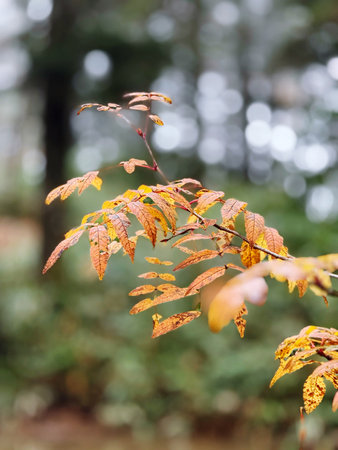 autumn leaves on a tree in the forest, note shallow depth of field