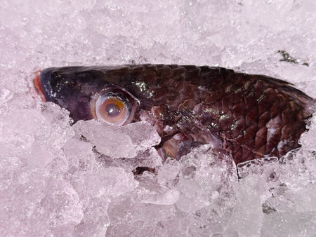 Fresh fish on ice in the market, closeup of photo.の写真素材