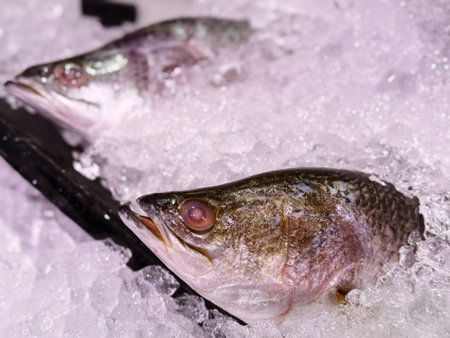 Fresh fish on ice in the supermarket. Shallow depth of field.の写真素材