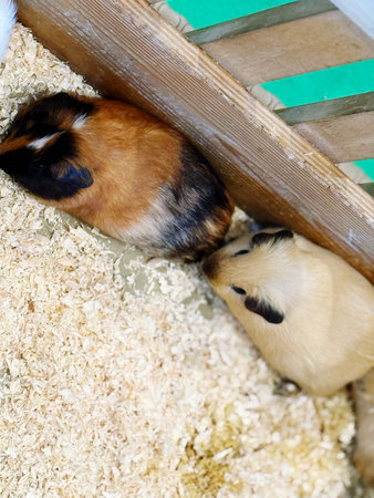 Cute guinea pigs in a cage at a petting zooの写真素材