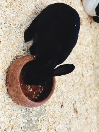 A black and white rabbit eating from a wooden bowl in a farmの写真素材