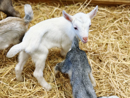 Baby goat with mother on the farm. Close-up. Selective focus.の写真素材