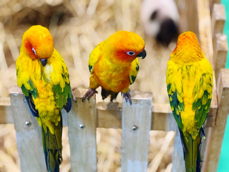 Beautiful colorful Sun Conure parrots are sitting on the fence.の写真素材